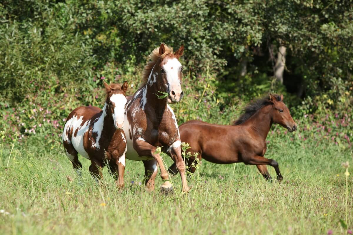 Group of quarter horses running in freedom outdoors