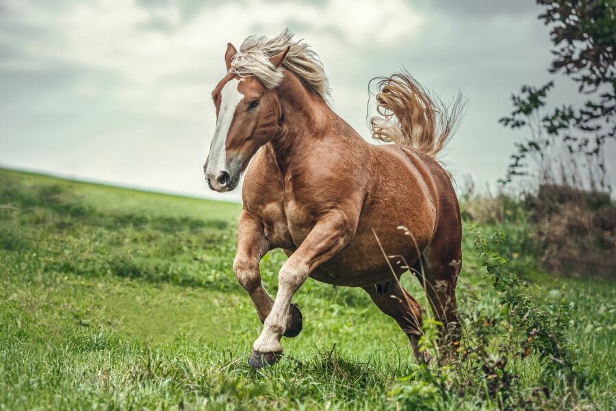 how much does a draft horse weigh