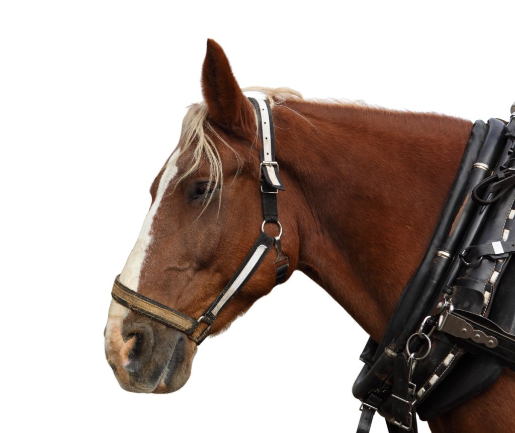 Can You Ride a Belgian Draft Horse Essential Guide