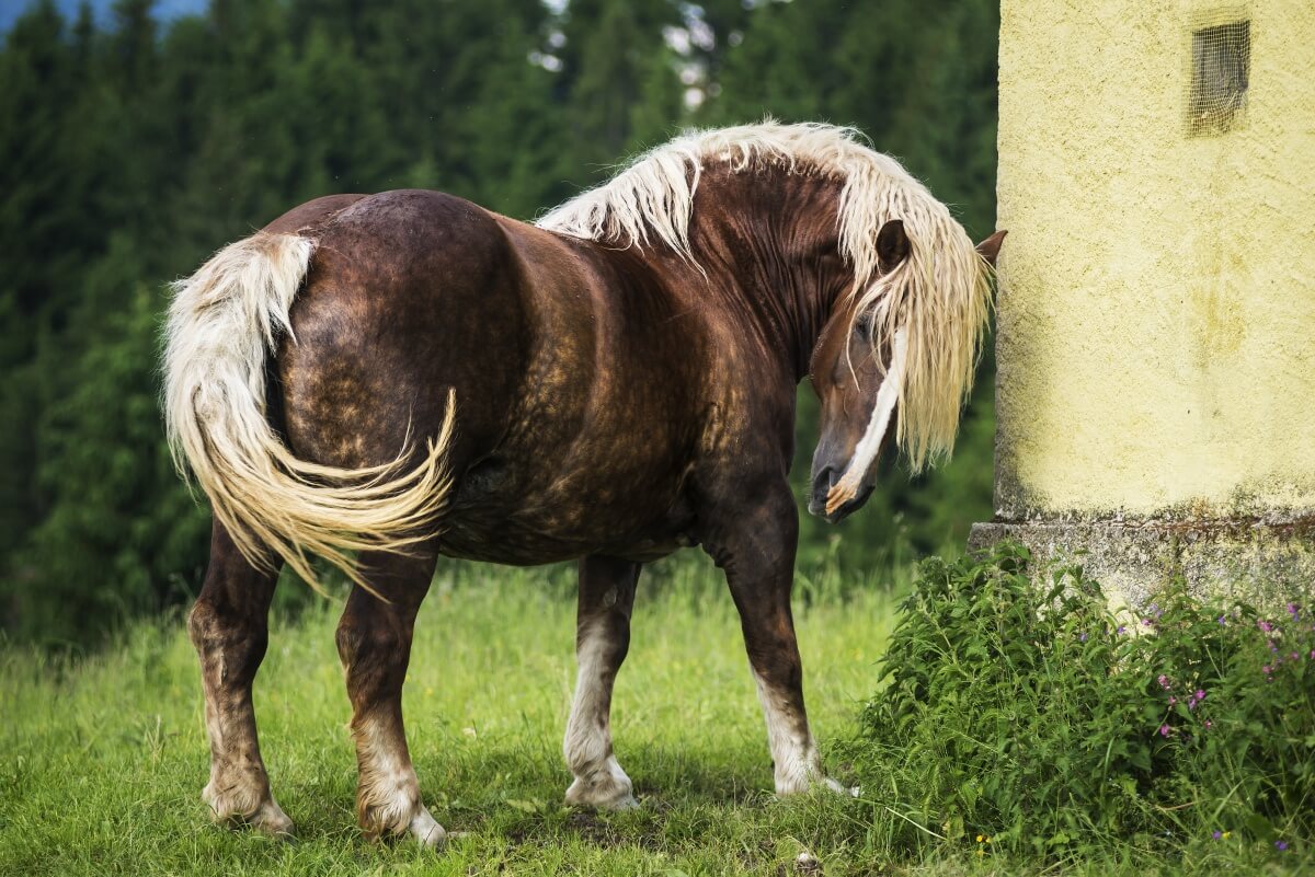 Italian heavy draft horse mare