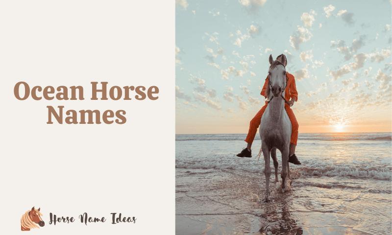 Ocean Horse Names