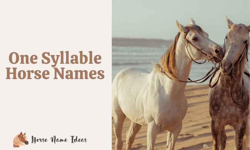 One Syllable Horse Names