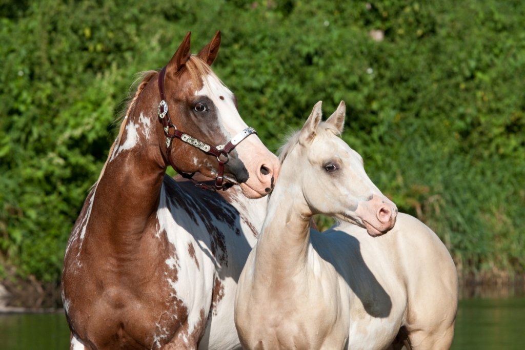 Types of Paint Horse Patterns: Comprehensive Guide - HorseNameIdeas.com