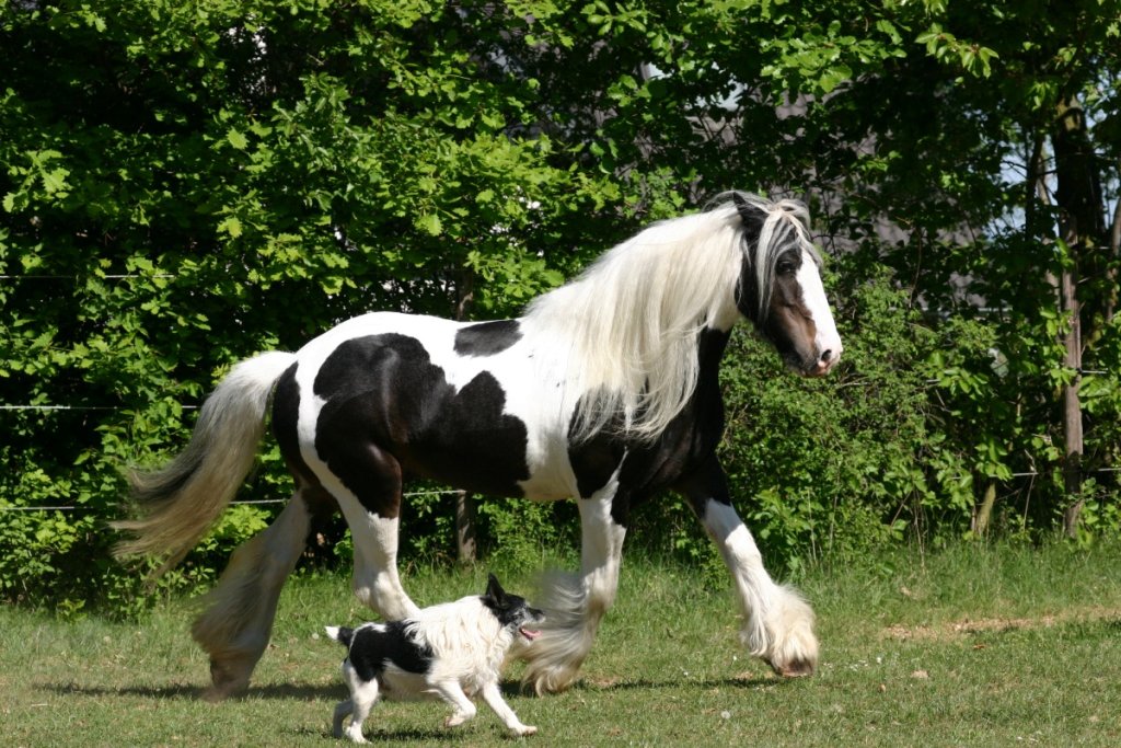 Types of Paint Horse Patterns Comprehensive Guide