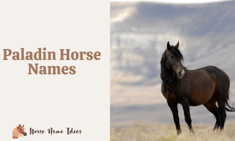 Paladin Horse Names