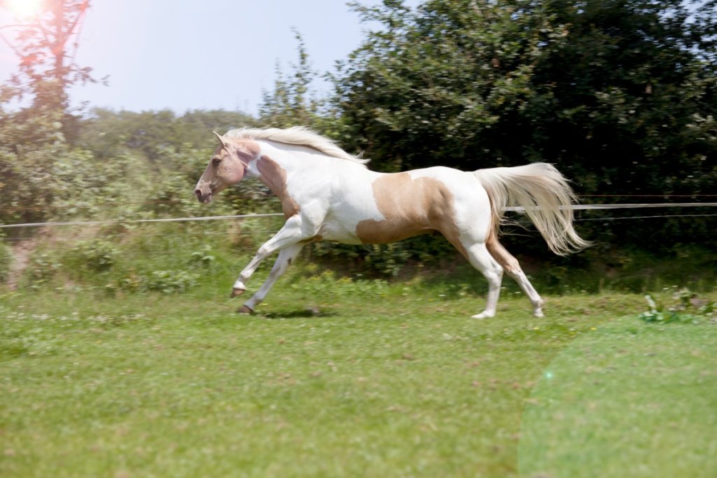 Paint Horse vs Appaloosa InDepth Comparison for Equestrians