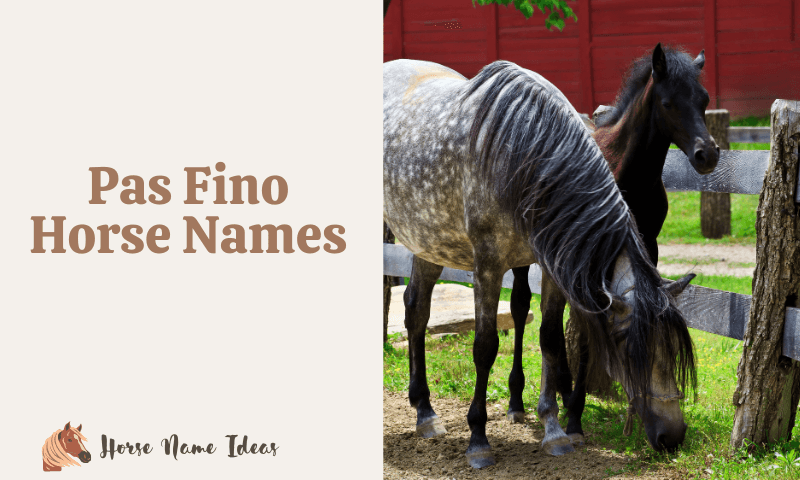 Pas Fino Horse Names