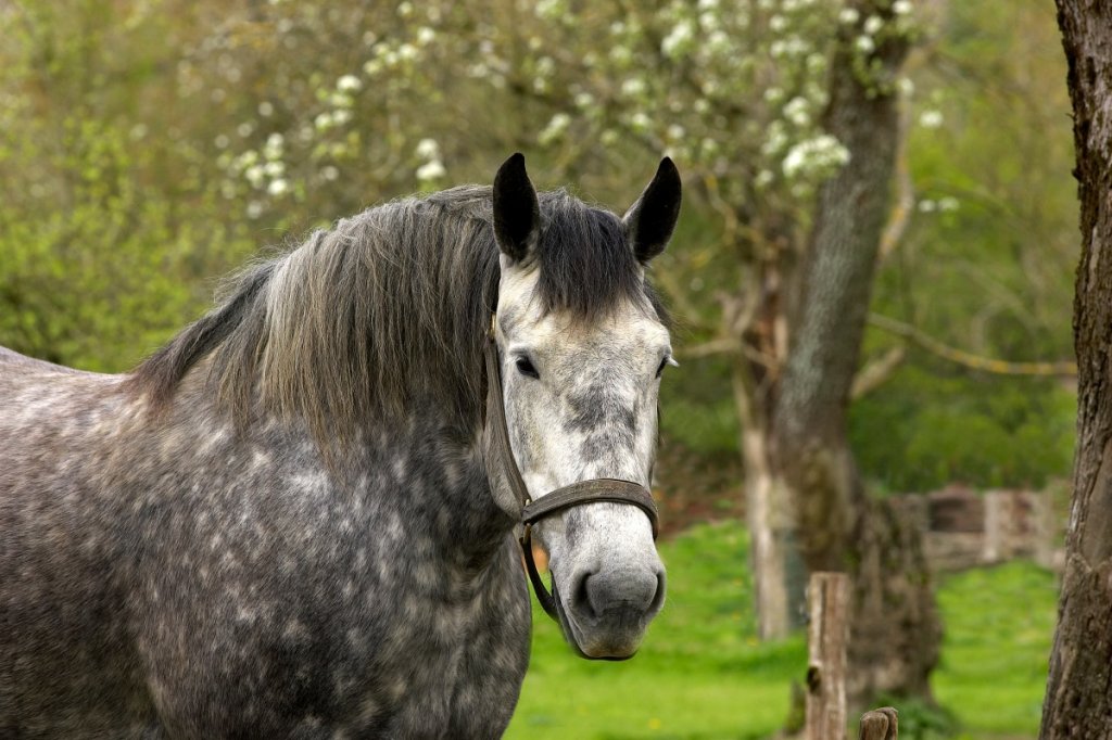 Draft Horse vs Quarter Horse Comprehensive Comparison Guide