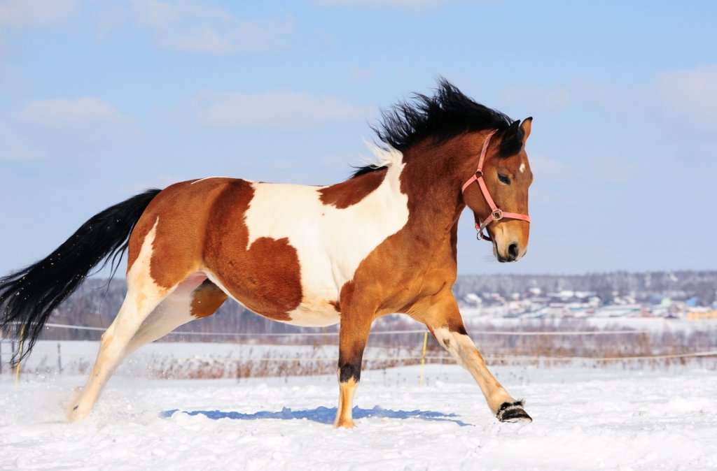 Pinto vs Paint Horse InDepth Comparison Guide
