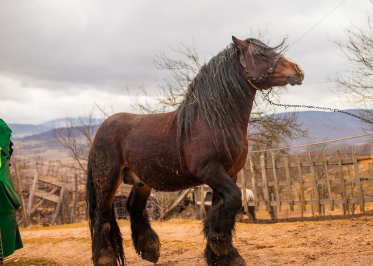 What is the Biggest Draft Horse: Breed Insights and Comparison