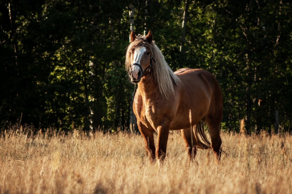 horse-facts-horse-facts-horses-interesting-facts-about-horses