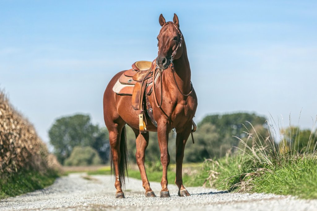 How Long Does a Quarter Horse Live Comprehensive Lifespan Guide
