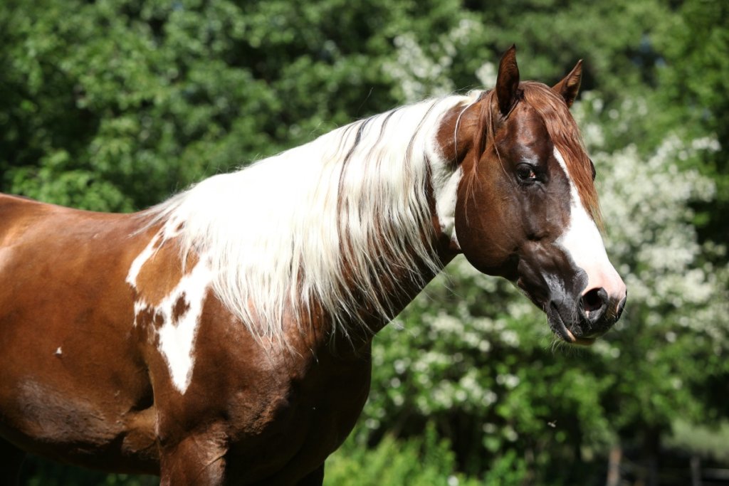 What Does a Paint Horse Look Like InDepth Visual Guide