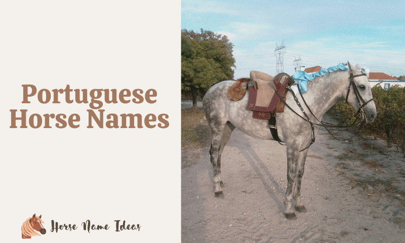 Portuguese Horse Names