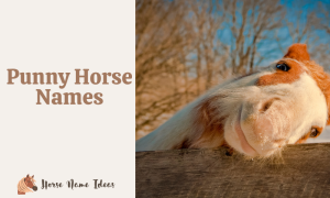 250 Punny Horse Names (With Meanings) - HorseNameIdeas.com