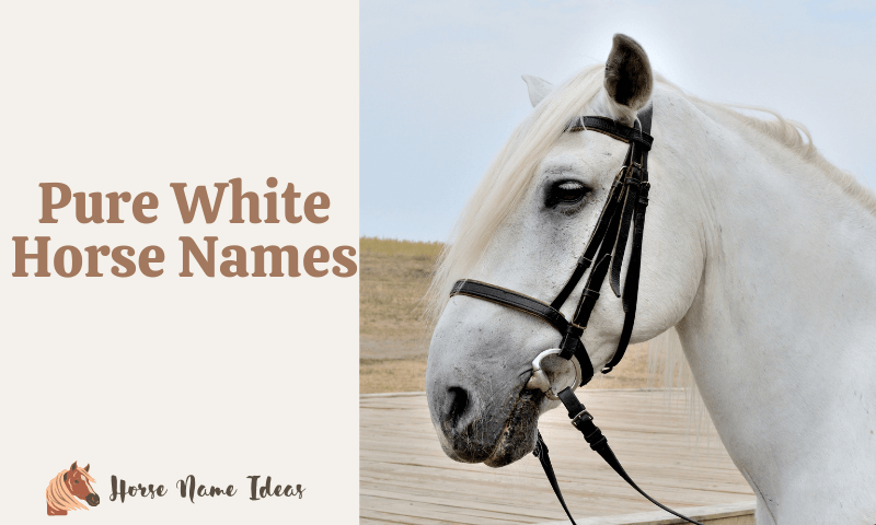 Pure White Horse Names