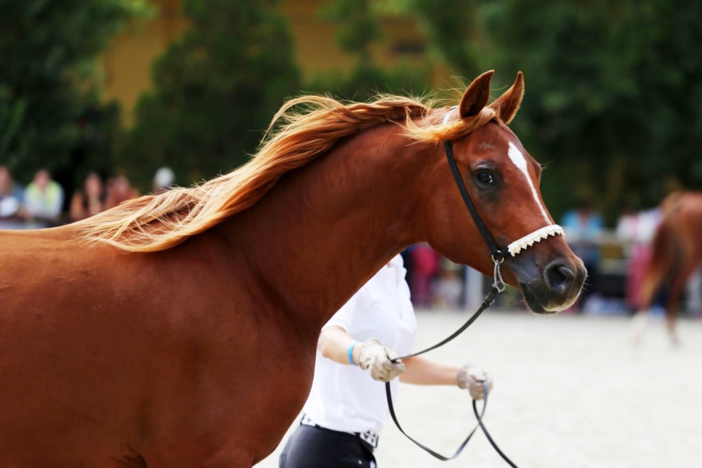 How Much Weight Can an Arabian Horse Carry Detailed Guide