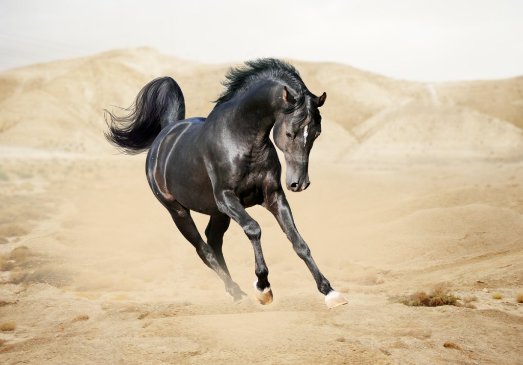 How Fast Can an Arabian Horse Run InDepth Analysis
