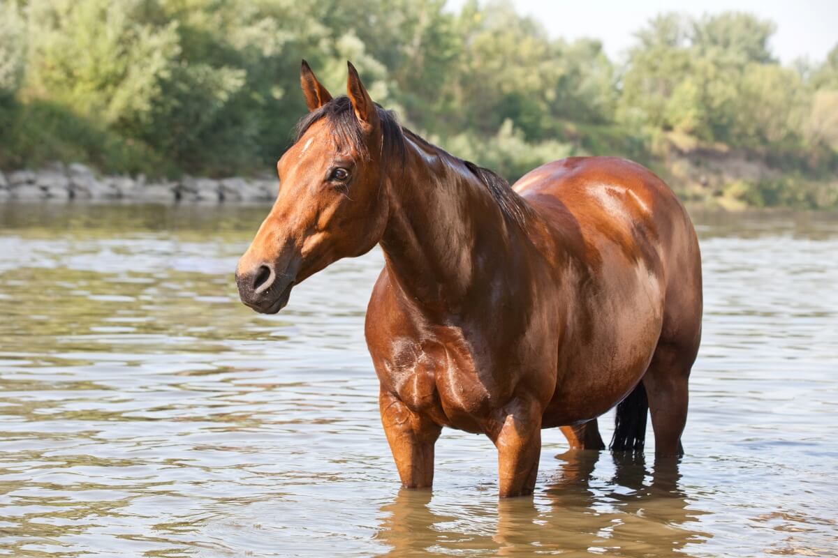Quarter Horse in river