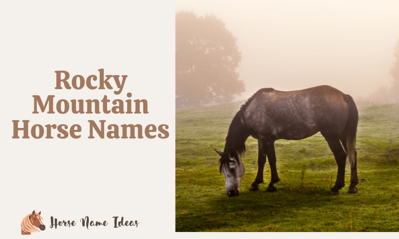 Rocky Mountain Horse Names