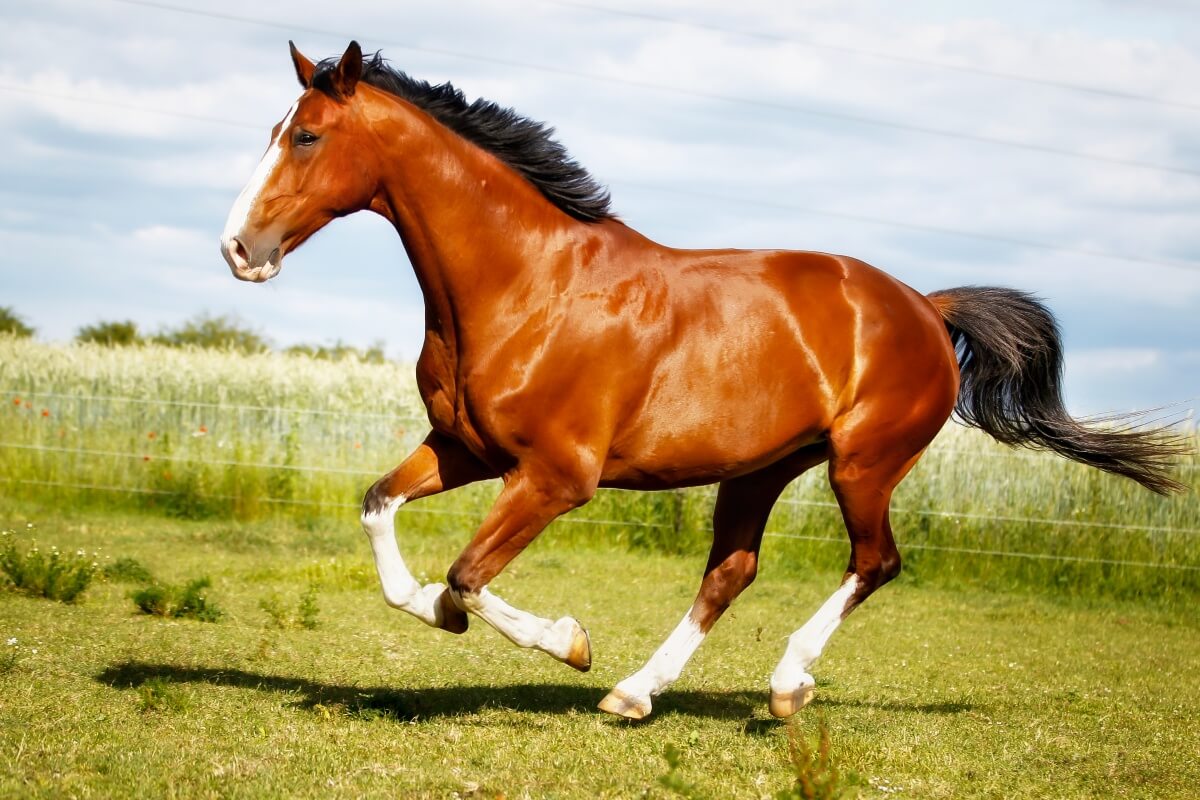 Running quarter purebred horse