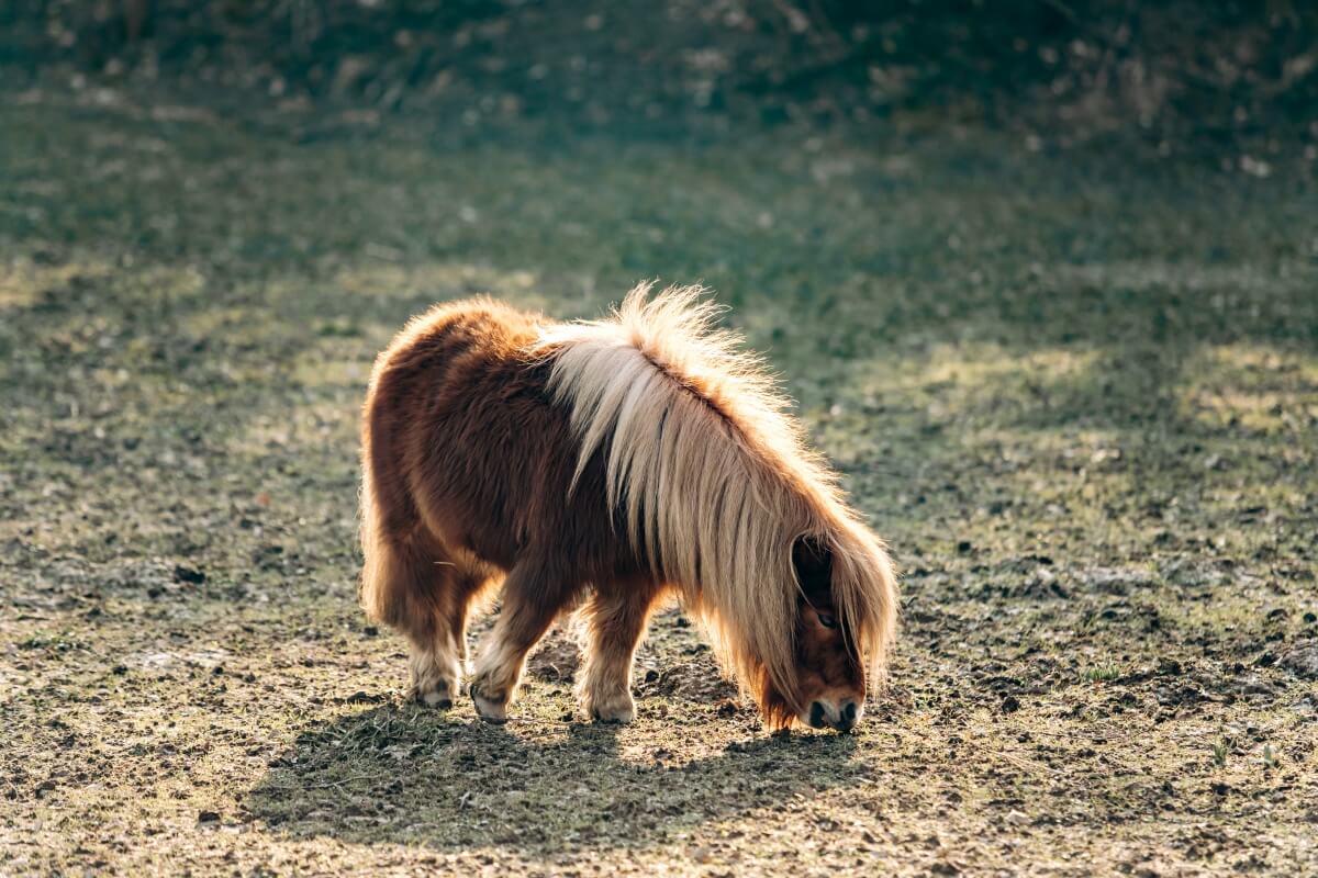 Shetland Pony eating grass