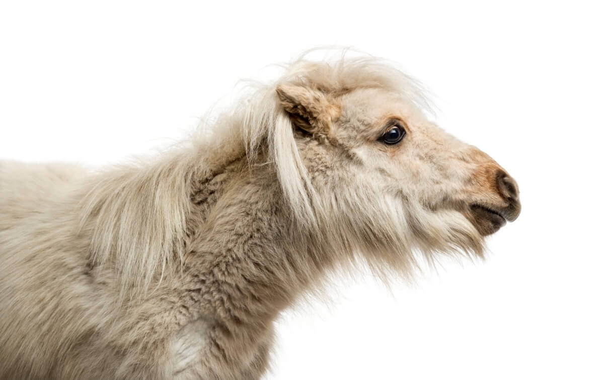 Shetland Pony standing isolated