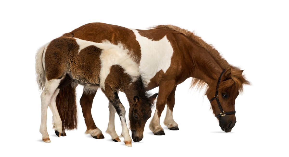 Shetland and sweet little foal