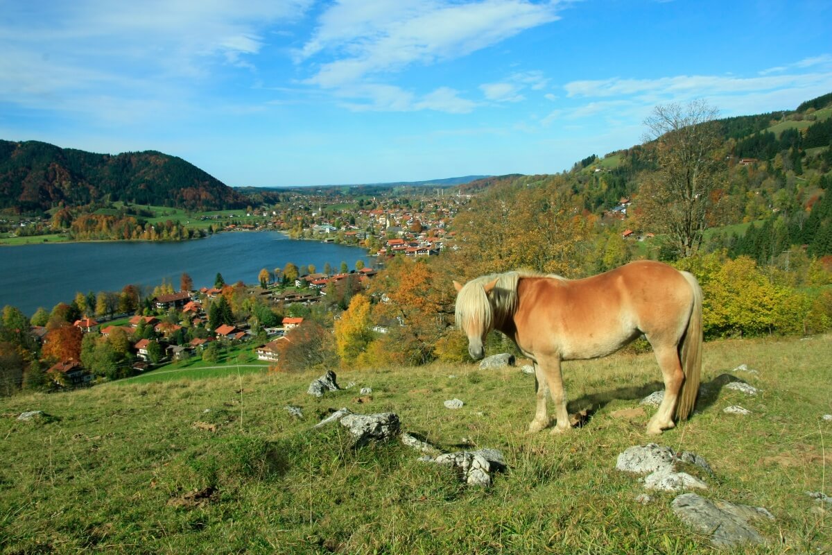 Shetland pony and lake view