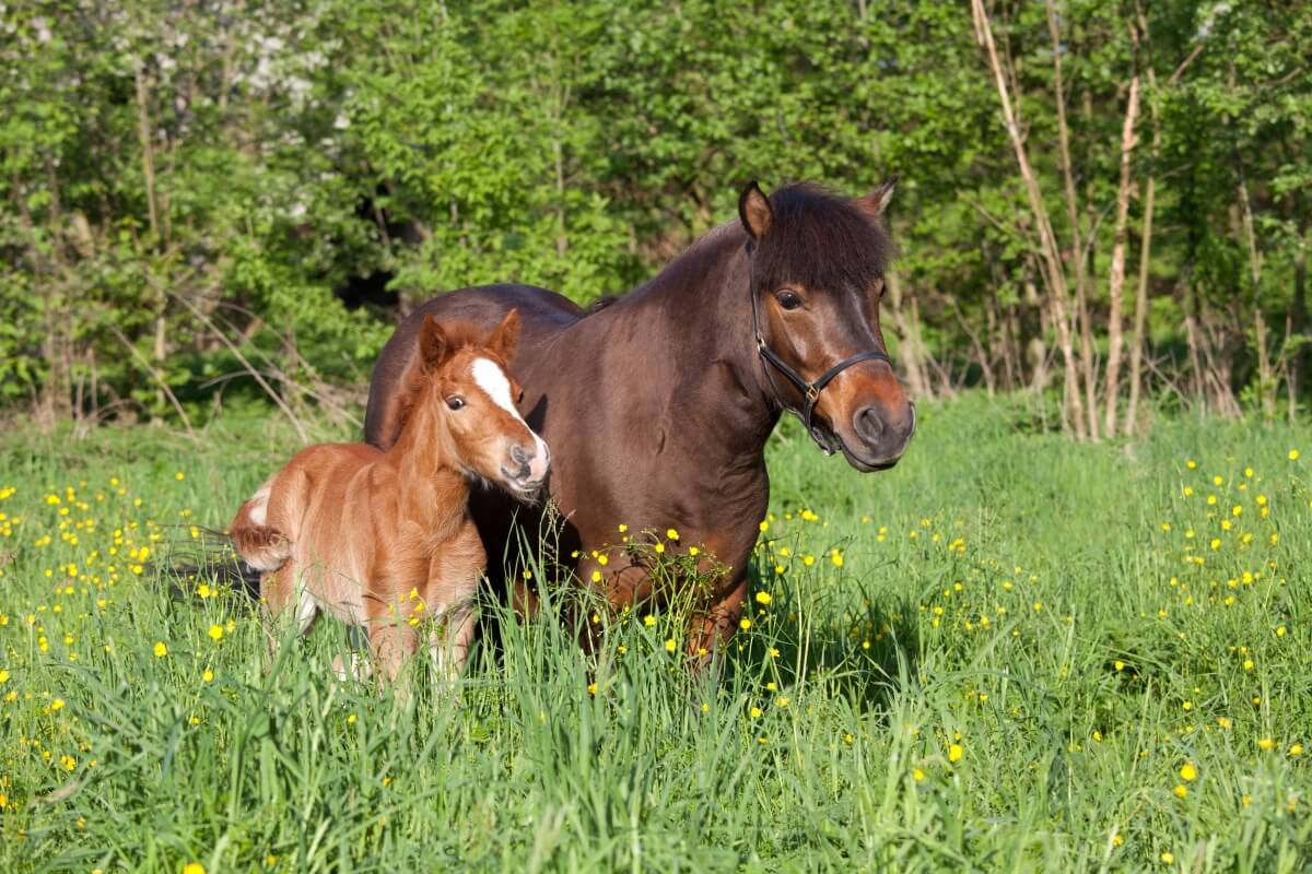 Shetland pony mare with her foal standing in wild grass