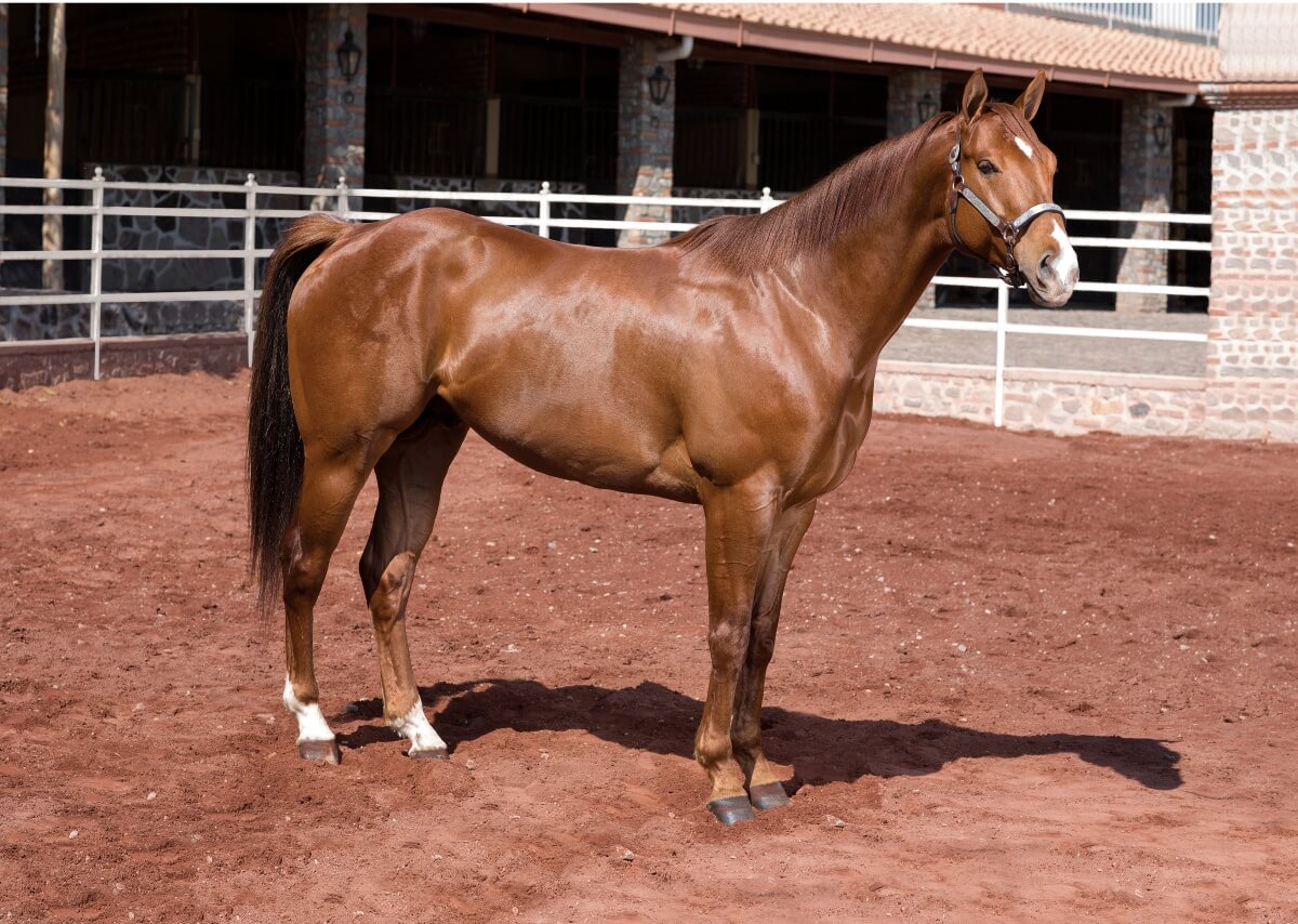 Shinning Quarter horse at a stable