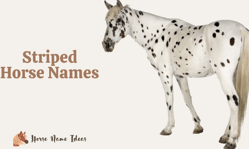 Striped Horse Names