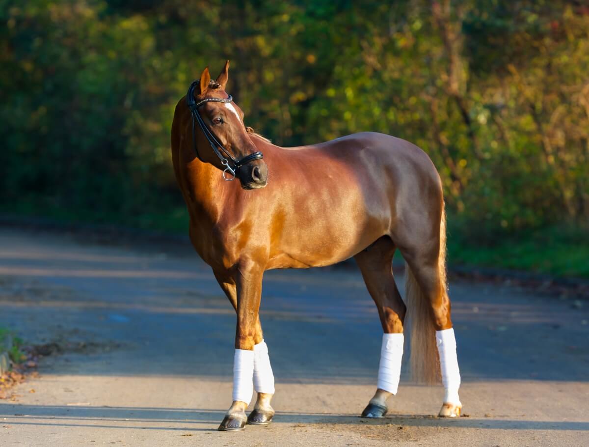 Thoroughbred brown horse outdoors