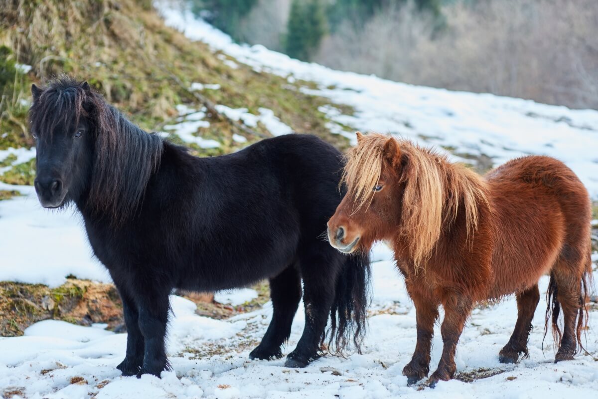 Two Shetland ponies in winter snow