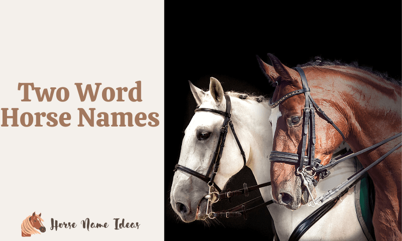 Two Word Horse Names