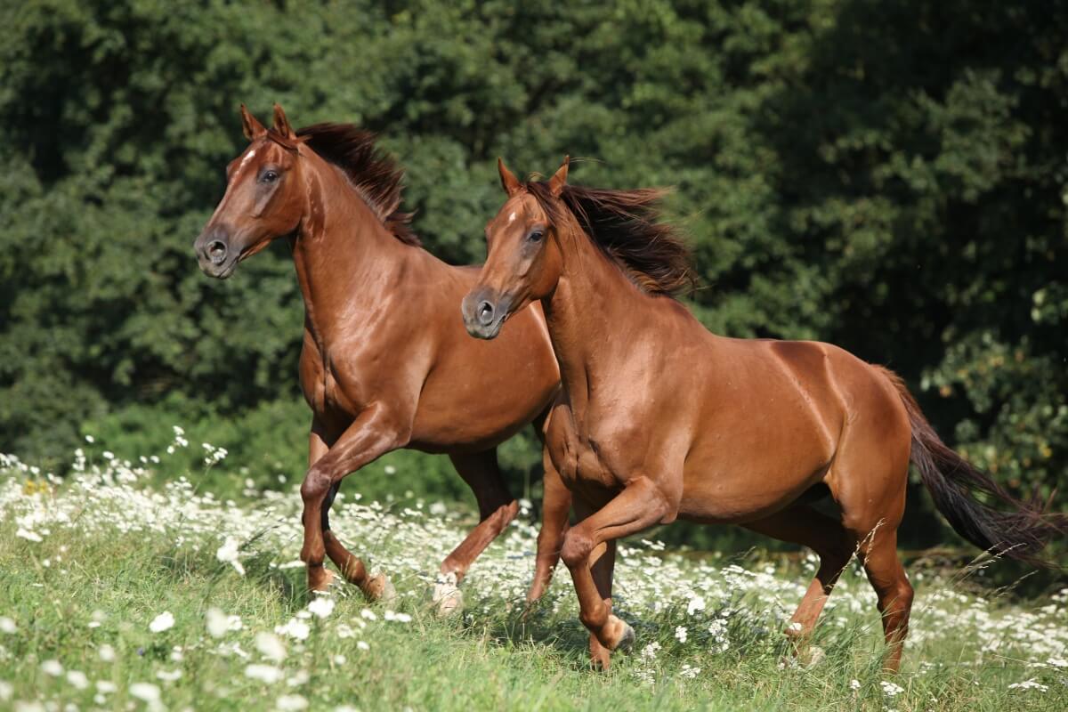 Two brown quarter horses running