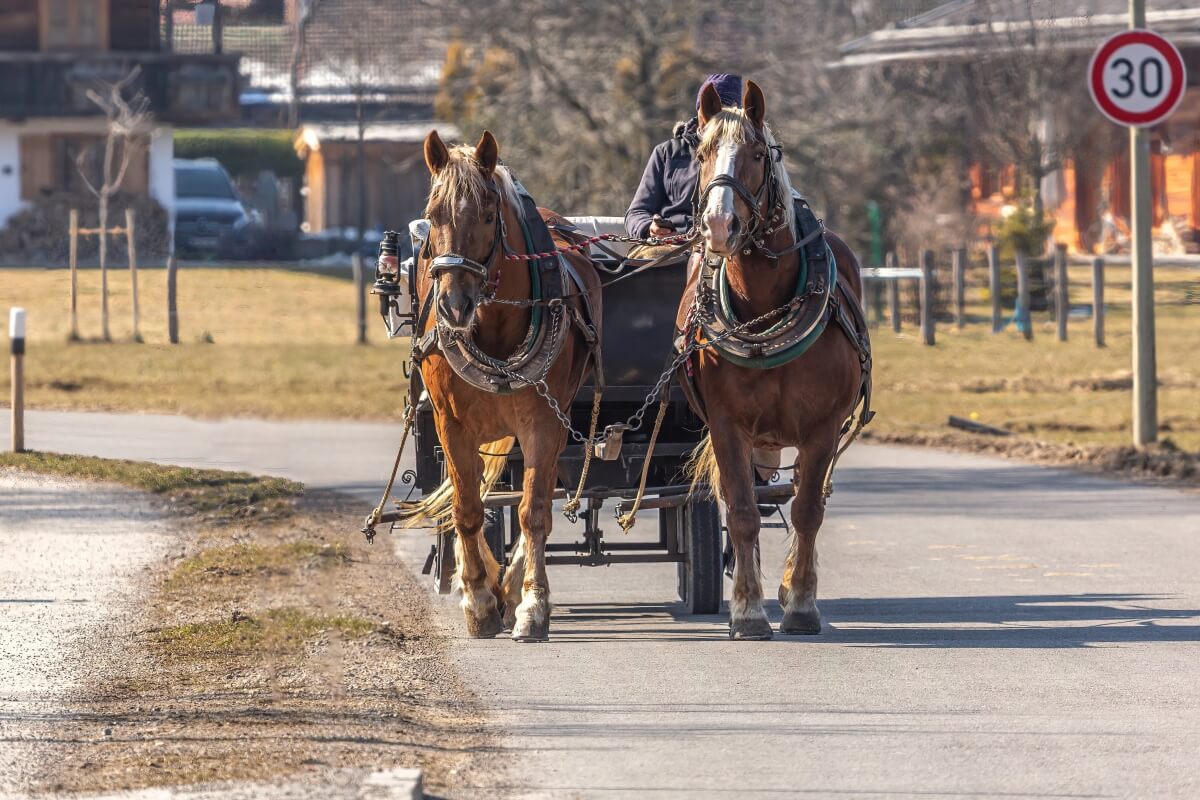 Two draft horses pulling a horse buggy