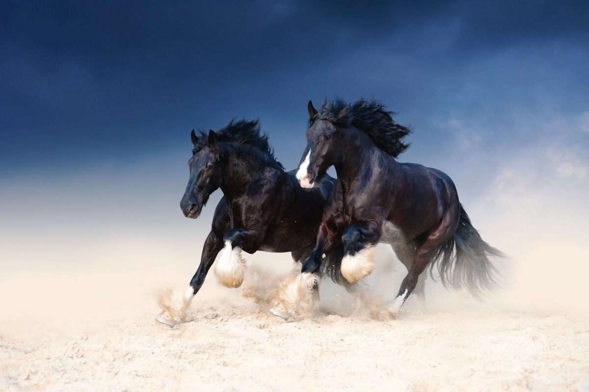 Two heavy duty black Mustang beautiful horse
