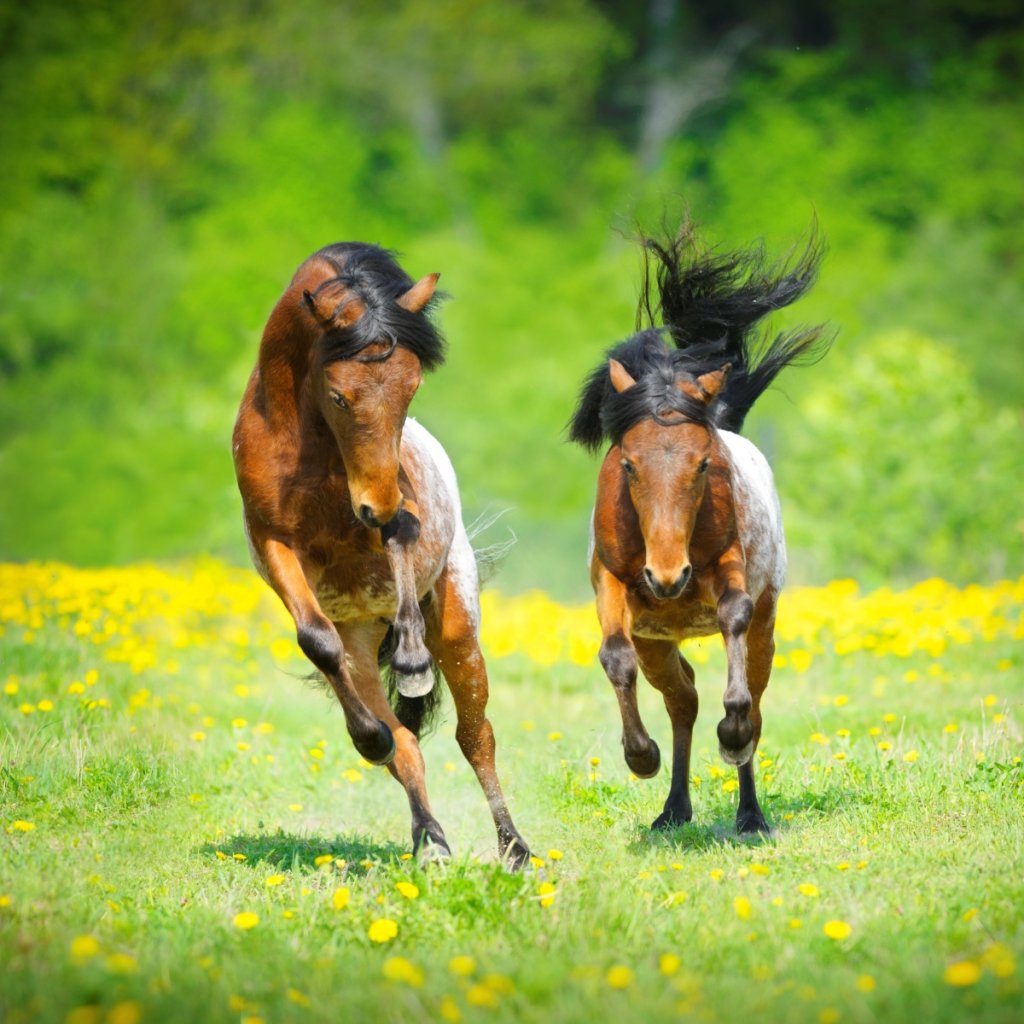 Shetland Pony vs Miniature Horse InDepth Comparison Guide