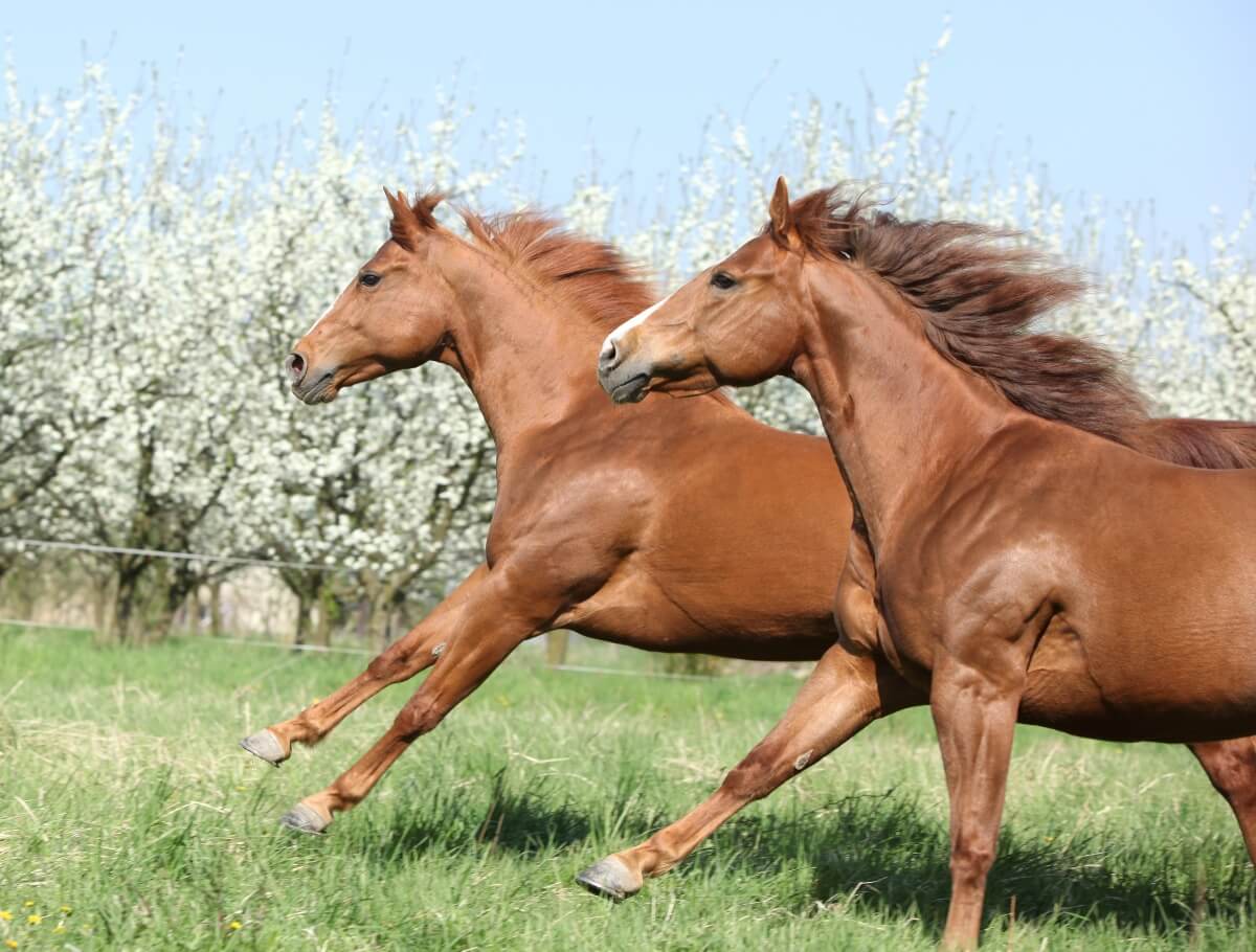 Two quarter horses running together wild free