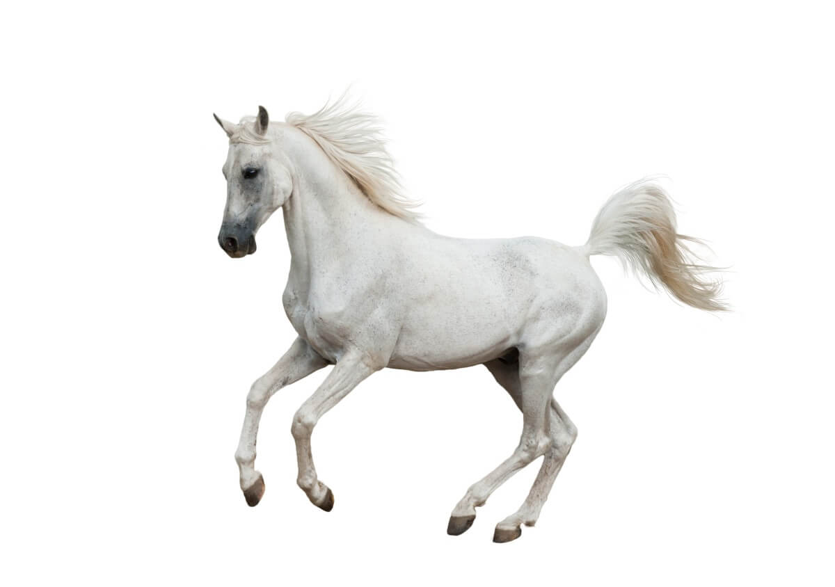 White arabian elegant horse White arabian elegant horse