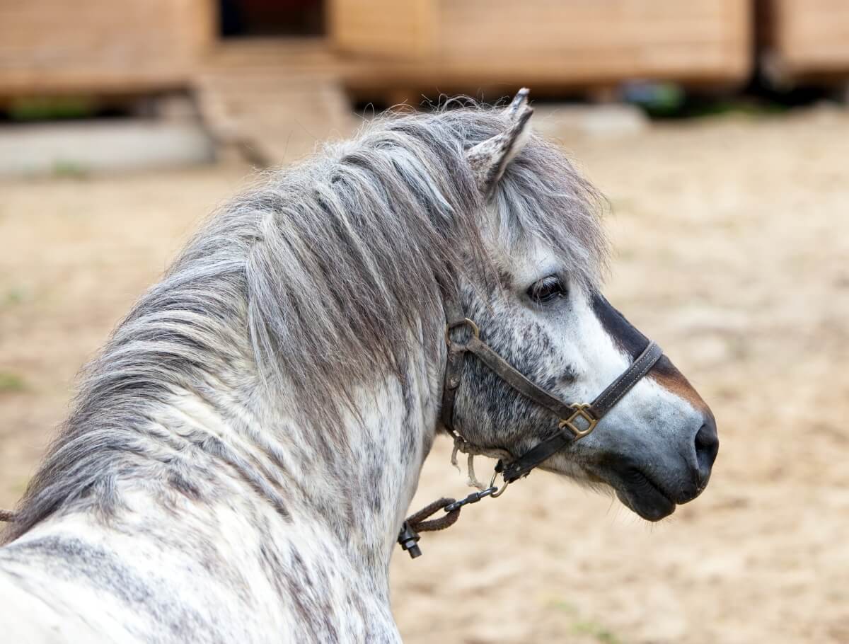 White grey Shetland pony