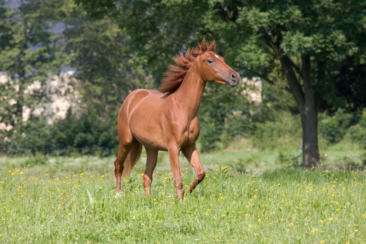 Young american quarter horse running open