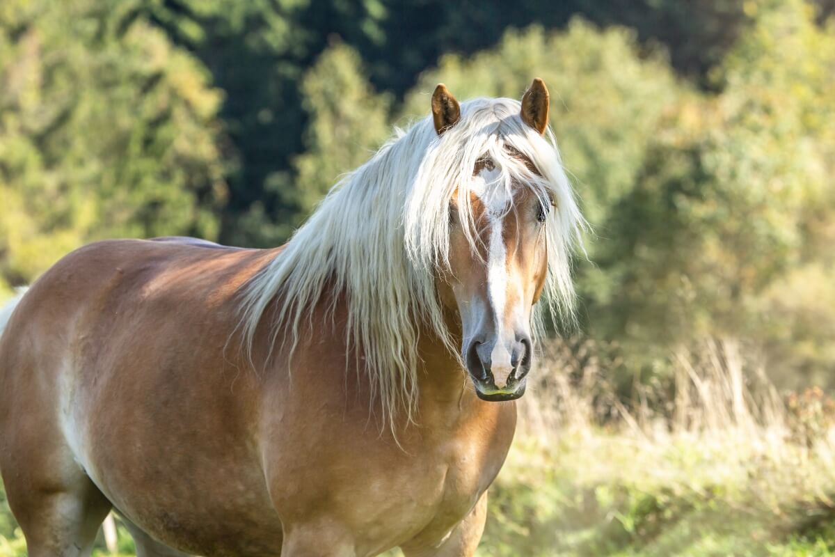 pretty haflinger draft horse