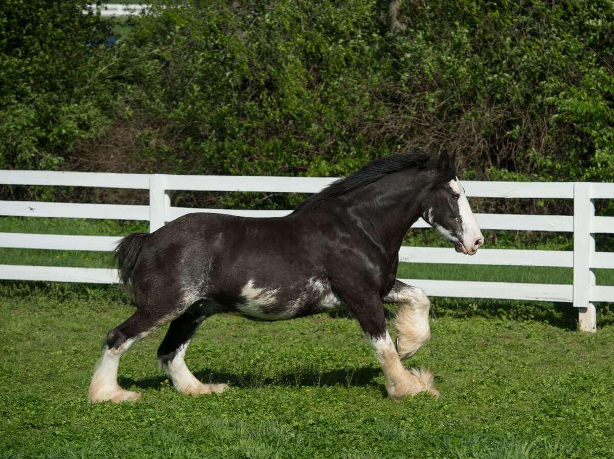 purebred draft shire horse