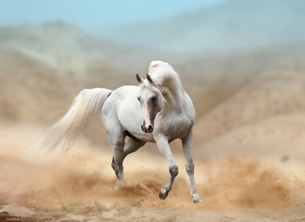 How Much is an Arabian Horse Detailed Buyer's Guide