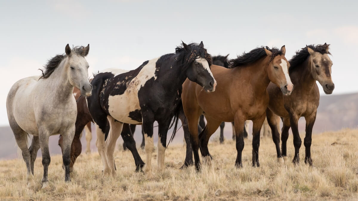 A Group of Wild Mustangs