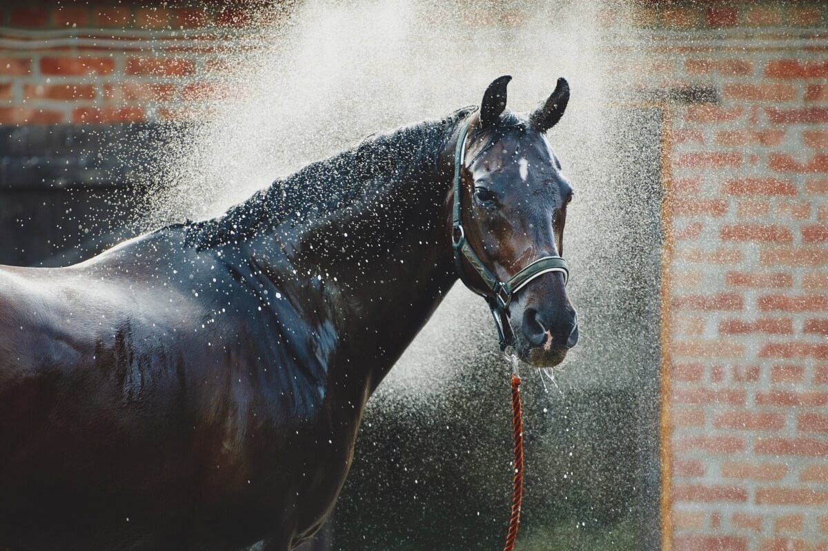 A Mustang Horse enjoying shower at the stable