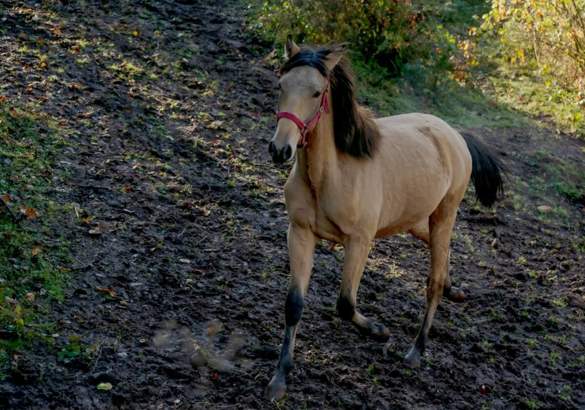 A Strong large purebred Quarter Horse stallion A Strong large purebred Quarter Horse stallion