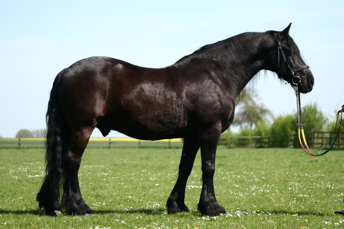 A Tall Dark Black Friesian horse standing on meadow